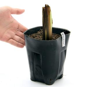 (ビオトープ)水生植物 カンナ 斑入りカンナ ...の詳細画像1