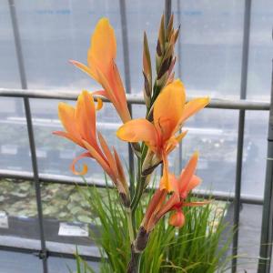 (ビオトープ)水生植物 カンナ 斑入りカンナ ...の詳細画像2