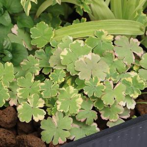 (ビオトープ)水辺植物 メダカの隠れ家 置くだ...の詳細画像2