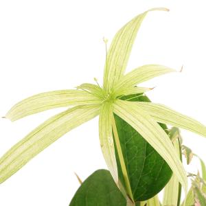 (ビオトープ)水辺植物 メダカの隠れ家 置くだ...の詳細画像4