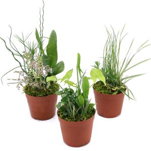 (ビオトープ)水生植物 メダカの隠れ家 置くだ...の詳細画像1