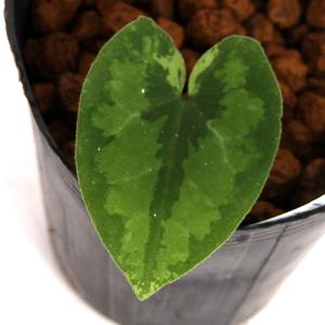 山野草）カンアオイ（寒葵）ヤエヤマカンアオイ（八重山寒葵） 台湾産