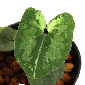 チャーム（charm） （山野草）カンアオイ（寒葵）タマノカンアオイ