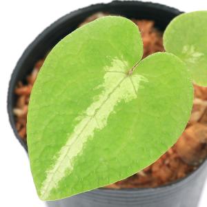 チャーム（charm） （山野草）カンアオイ（寒葵）タマノカンアオイ