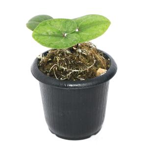 チャーム（charm） （山野草）カンアオイ（寒葵）タマノカンアオイ