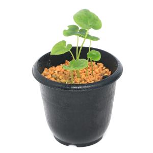 チャーム（charm） （山野草）カンアオイ（寒葵）タマノカンアオイ