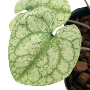 激レア模様！大輪寒葵 タイリンカンアオイ 古典園芸植物 激レア模様！大輪寒葵 タイリンカンアオイ 古典園芸植物