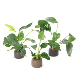 水草 アナカリス 鉛巻き 3束（約30本） : アクアペットサービス ヤフー