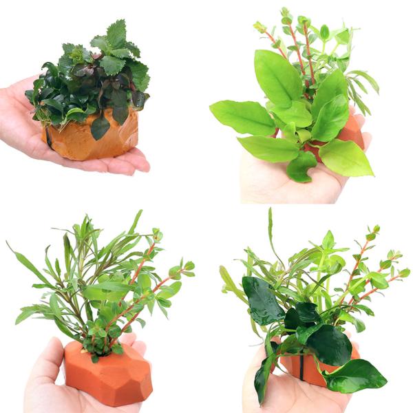 （水草）ゼオライト（オレンジ）ザ　ボンサイ　４種セット（水上葉）（各１個）