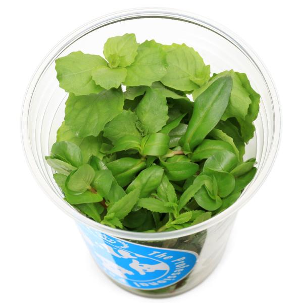 （水草）イキイキカップ入り水草　おまかせ有茎草ミックス　〜ＭＩＸＰＬＡＮＴＳ〜　４種（無農薬）（水上...