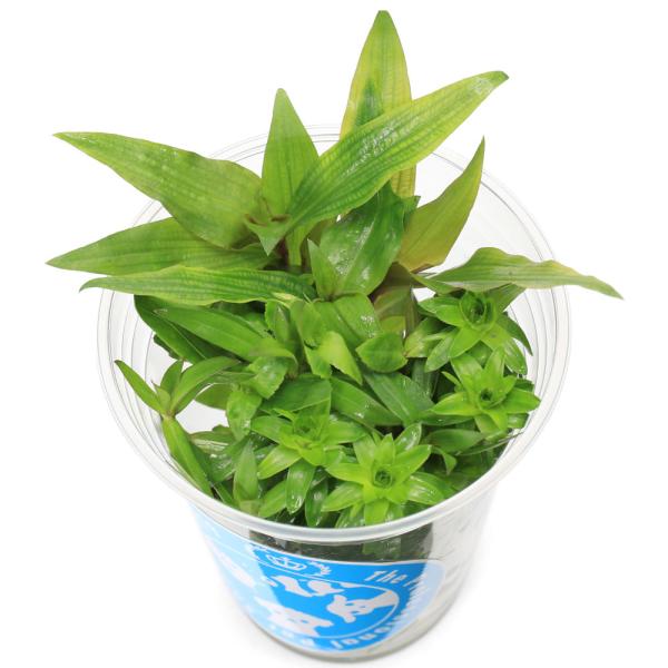 （水草）イキイキカップ入り水草　珍水草　〜ＲＡＲＥＰＬＡＮＴＳ〜　４種（無農薬）（水上葉）（１カップ...