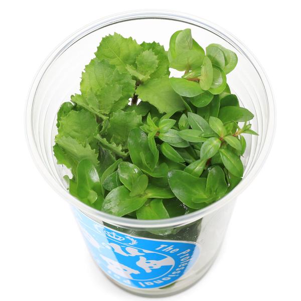 （水草）イキイキカップ入り水草　入門種ミックス　〜ＢＥＧＩＮＮＥＲ〜　４種（無農薬）（水上葉）（１カ...