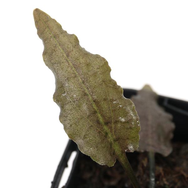 （水草）クリプトコリネ　フスカ　ラウンド　Ｓｇ　Ｋａｌｉｍａｎｔａｎ産（水上葉）（１ポット）　北海道...