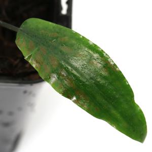 チャーム（charm） （水草）クリプトコリネ コルダータ TUNGKAL