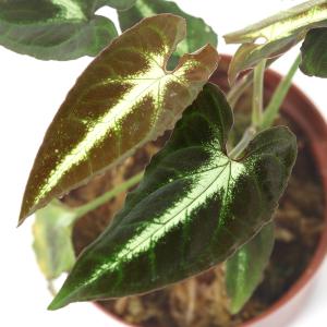 チャーム（charm） （観葉植物）洋ラン メディオカルカ デコラタム 2
