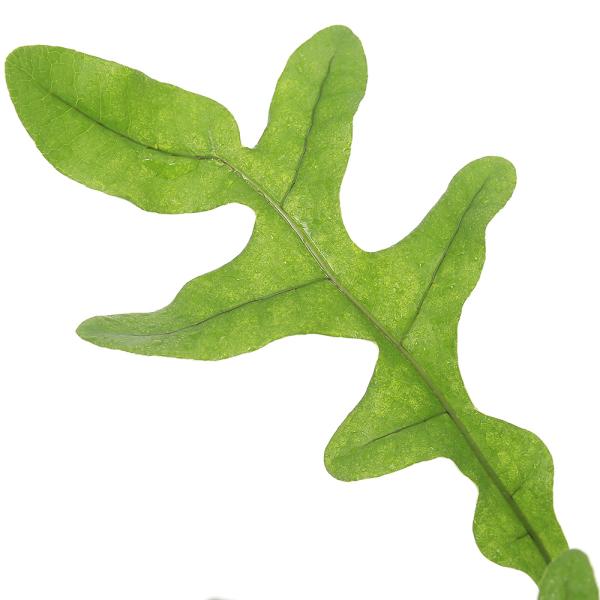 （テラリウム）ドリナリア　ボニー　ドワーフ（１ポット）　北海道・九州航空便要保温