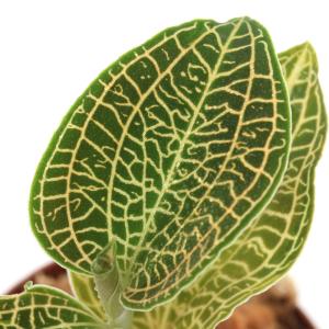 観葉植物）マコデス ぺトラ Black Type 2号（1鉢