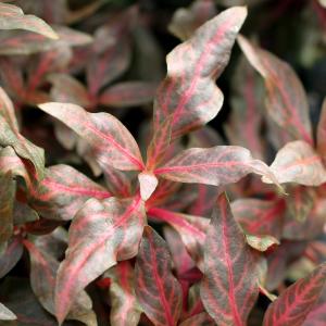 チャーム（charm） （水草）ルドウィジア レペンス ルビン（水中葉