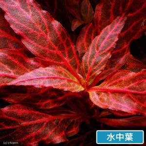 (水草)アルテルナンテラ レインキー 斑入り(...の詳細画像2