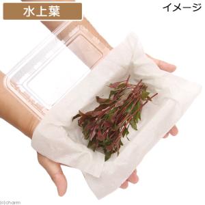 (水草)アルテルナンテラ レインキー 斑入り(...の詳細画像3