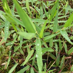 (水草)スリナムパープル バンブーグラス(水上葉...の商品画像