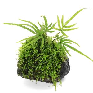 (観葉植物)テラリウム 苔 巻きたて 苔の楽園...の詳細画像2