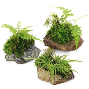 （テラリウム）巻きたて　苔の楽園　風山石　（１個）