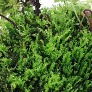 (テラリウム)巻きたて 苔の楽園 風山石 (1個)の詳細画像1