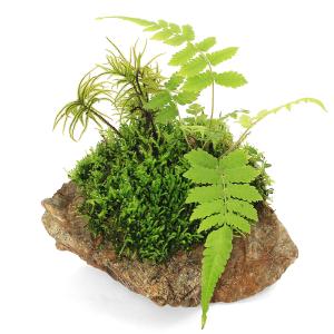 (テラリウム)巻きたて 苔の楽園 風山石 (1個)の詳細画像2