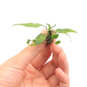 (観葉植物)テラリウム 苔 クモノスシダ(無農...の詳細画像1