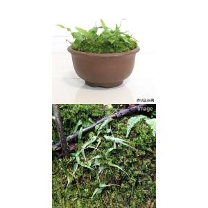 (観葉植物)テラリウム 苔 クモノスシダ(無農...の詳細画像2