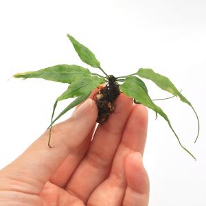 (観葉植物)テラリウム 苔 クモノスシダ(無農...の詳細画像1