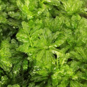 (観葉植物)テラリウム 苔 ツルチョウチンゴケ ...の商品画像