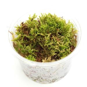(テラリウム)苔 カップ売り 撒きゴケ用 ハイ...の詳細画像1