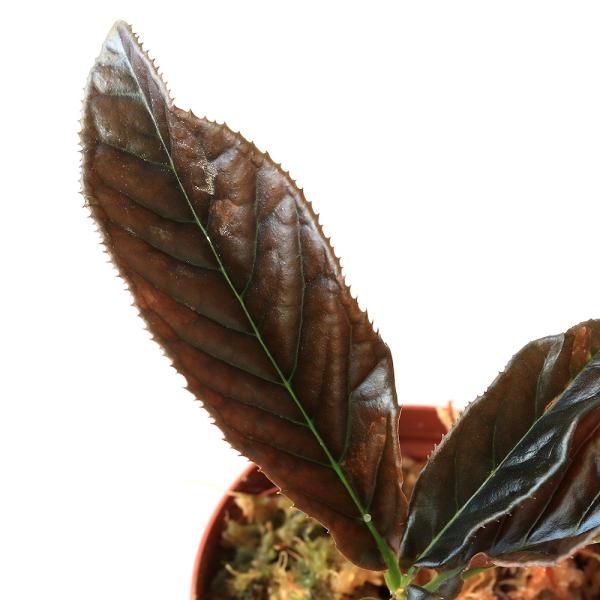 （テラリウム）アルディシアｓｐ．ブラックシャープ（１ポット）　北海道航空便要保温