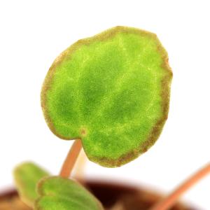 （テラリウム）ベゴニア　スカピゲラ（１ポット）原種ベゴニア　北海道航空便要保温