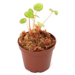 (テラリウム)ベゴニア スカピゲラ(1ポット)...の詳細画像1