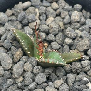 （観葉植物）一点物　アガベ　チタノタ　凱撤　台湾株　ＡＴ−５２（１鉢）｜chanet