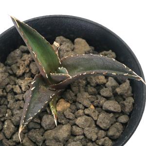 （観葉植物）一点物　アガベ　チタノタ　恐竜牙歯　台湾株　ＡＴ−２１（１鉢）｜chanet