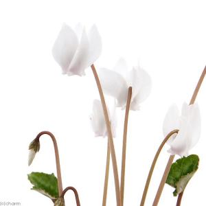 （山野草）原種シクラメン　ヘデリフォリウム（ネアポリタナム）白花　２．５号（１ポット）