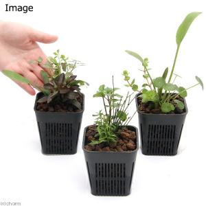 (ビオトープ)水生植物 メダカが喜ぶ水生植物!...の詳細画像1