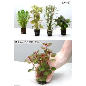 (水草)おまかせ水草ミニポット 5ポットセット...の詳細画像1