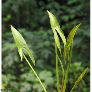 (ビオトープ)水生植物 クワイ(3ポット) 抽...の詳細画像1