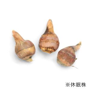 (ビオトープ)水生植物 クワイ(3ポット) 抽...の詳細画像2