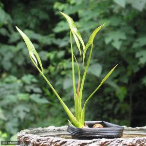 （ビオトープ）水生植物　クワイ（１０ポット）　抽水植物（休眠状態）