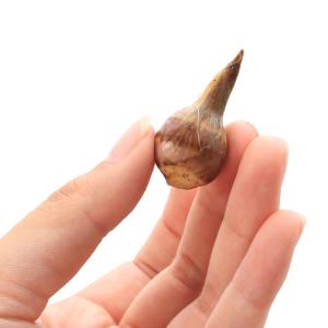 (ビオトープ)水生植物 クワイ(10ポット) ...の詳細画像3