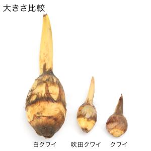 (ビオトープ)水生植物 クワイ(10ポット) ...の詳細画像4