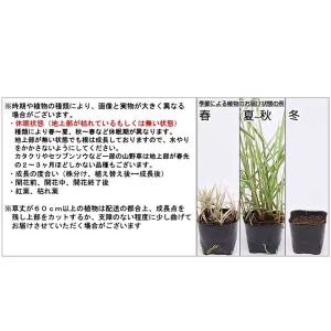 (ビオトープ)水生植物 クワイ(10ポット) ...の詳細画像5