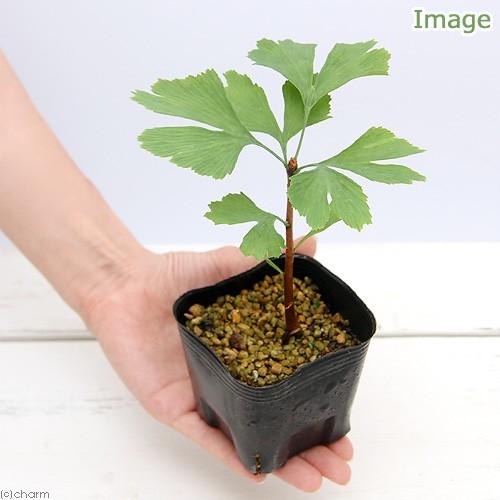（山野草）盆栽　イチョウの苗（銀杏）２．５号　雌雄判別無し（１ポット）（休眠状態）