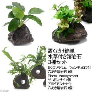 チャーム（charm） （水草）ミニ素焼き鉢 アヌビアスナナ プチ（水上葉